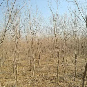 6 - Centimeter Chinese Tallow Trees, Cheap Price, Guaranteed Survival Rate thumbnail-3