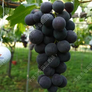 Giant Rose Grape Seedlings Grape Vines thumbnail-1