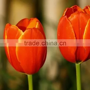 Special New Coming Wholesale Cheap Tulip Flowers thumbnail-1