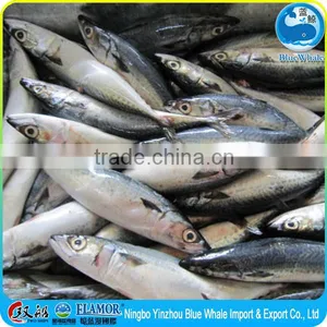 Frozen Seafood Frozen Pacific Mackerel for Sale Mackerel Seafood thumbnail-4