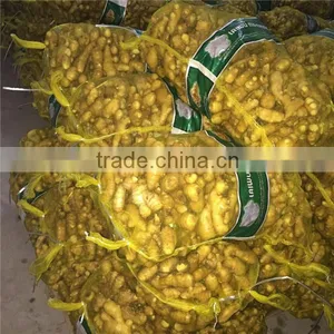 Chinese Fresh Ginger With Different Size thumbnail-1