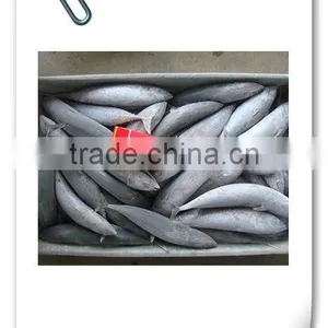 Frozen Bonito Tuna thumbnail-3