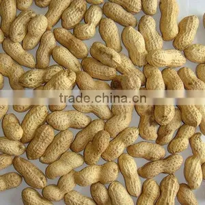 Roasted Groundnuts in Shell thumbnail-1