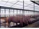 Breedings Film thumbnail-1