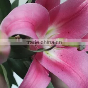 Reasonable Price New Coming Lily Flower From Kunming thumbnail-3