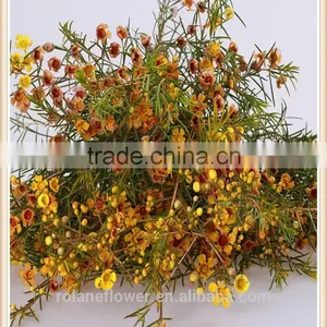 the First Class Fresh Wintersweet Plant to Delivery Across the World thumbnail-1