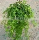 Chinese Ivy Stem Extract Powder 20:1 thumbnail-1