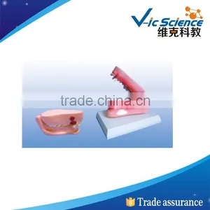 Best Price Good Quality Canine Teeth Model thumbnail-1