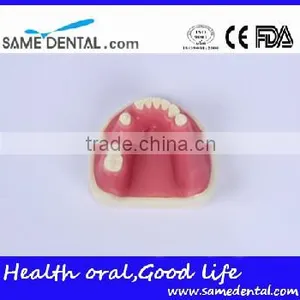 Dental Implant Practice Model With Gingival School Teaching Demonstration Models thumbnail-2
