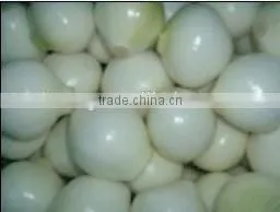 White Good Peeled Onion Producer in China thumbnail-1