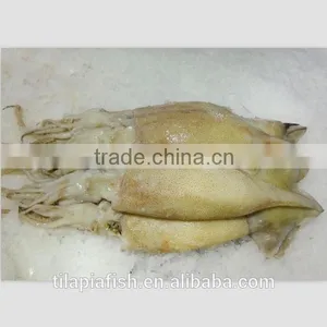 Chinese Squid thumbnail-1