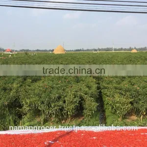 Sun Dry Red Hot Chilli Pepper thumbnail-3