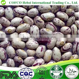 Light Speckled Kidney Beans American Round Shape thumbnail-1