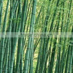 Bamboo Poles thumbnail-6