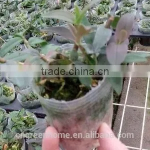 Dendrobium Offcinale Flask thumbnail-3