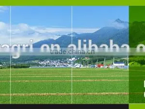 Natural Organtic Fertilizer Tea Seed Meal Liquid thumbnail-3