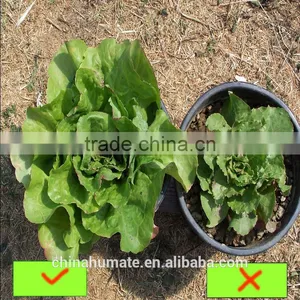 Sell Agrochemicals And Fertilizers 50-65% Potassium Humate Humic Acid From Leonardite thumbnail-3