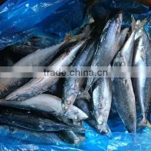 BQF New Catch Size 400/600 g Sea Frozen Pacific Mackerel thumbnail-5