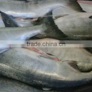 Chum Salmon thumbnail-1