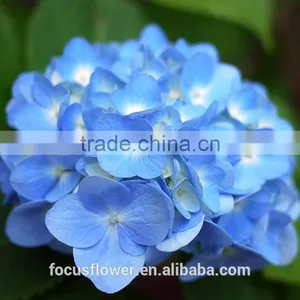 Factory Price Wholesale Real Cut Fresh Hydrangea Flower Bouquet From Yunnan thumbnail-5