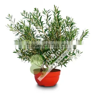 Olive Tree -Olea Europaea "Arbustivo - Bush" thumbnail-2