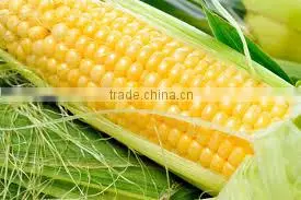 Fresh Yellow Sweet Corn From Vietnam thumbnail-1