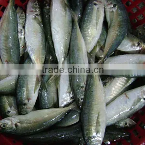 W/R FROZEN HORSE MACKEREL 60-80 Pcs thumbnail-1