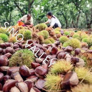 Bulk Fresh Raw Taishan Chestnuts Wholesale Leading China Exporter to Thailand Vietnam Organic Non-GMO Supplier Ecological Agriculture Japan Korea thumbnail-2