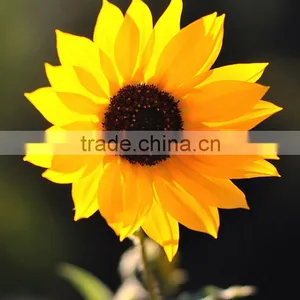 Good Quality New Products Blue Fresh Cut Sunflowers thumbnail-2