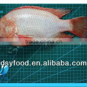 Frozen Fresh Red Tilapia Fish WR thumbnail-2
