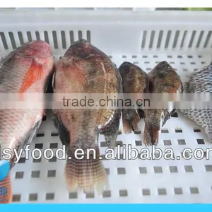 WR Frozen Black Tilapia thumbnail-3