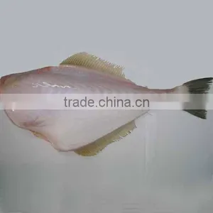 FROZEN LEATHER JACKET FISH thumbnail-1