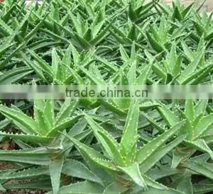 100% Pure Aloe Vera Gel thumbnail-5