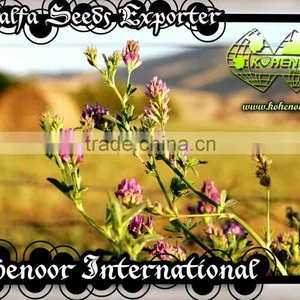 Top Quality Pakistan Kohenoor A1 Alfalfa Seed thumbnail-2