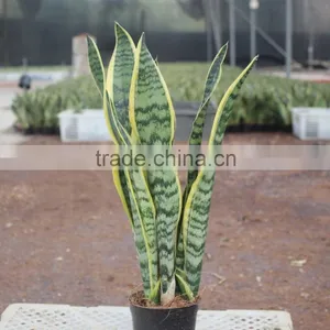 High Ornamental Value Sansevieria Plant thumbnail-1