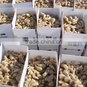 Bulk Fresh Ginger in Carton Package thumbnail-2