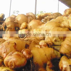 Fresh Ginger/ Dry Ginger thumbnail-1