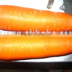 Fresh Carrot thumbnail-1