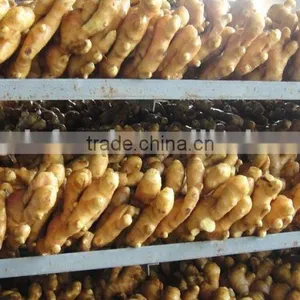 Price of Fresh Ginger /air Dry Ginger thumbnail-1