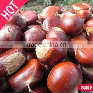 New Crop Organic Fresh Chestnuts ---Raw Fresh Chestnut Selling thumbnail-5