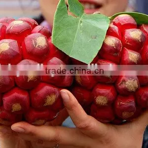Kadsura Coccinea Fruiter Seeds for Growing thumbnail-5