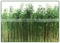 Raw Jute Fiber thumbnail-1