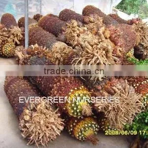 Cycas Revoluta thumbnail-1