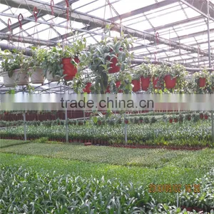 China Supplier Horticultural Green House for Export thumbnail-1