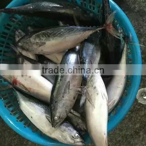 New Catch Bonito Tuna Whole thumbnail-1