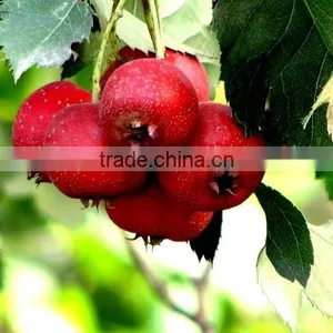 Hawthorn Fruit Extract Powder/hawthorn Berry Extract Powder/hawthorn Fruit Extract thumbnail-1