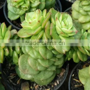 Decorative Plants Echeveria, Succulent Plants, Tropical Plants thumbnail-1