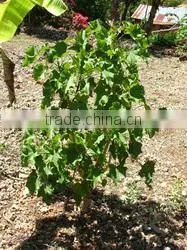 Jatropha Curucs Extract thumbnail-3
