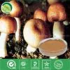 Agaricus Blazei Murill Powder thumbnail-1