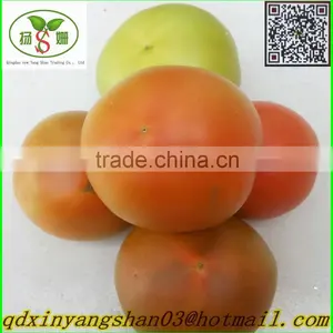 Fresh Tomato:Export Dedicated thumbnail-3